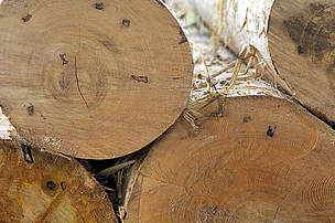 Trunks being processed at La Chonta timber company (member of Bolivia FTN - Forest and Trade ...
© WWF / Andrés UNTERLADSTAETTER Trunks being processed at La Chonta timber company (member of Bolivia FTN - Forest and Trade ...
© WWF / Andrés UNTERLADSTAETTER