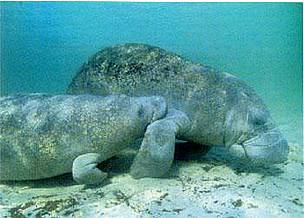 West Indian manatees are found in the shallow waters of the Mesoamerican Reef.
© WWF Centroamérica
© WWF Centroamérica
