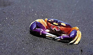 Crab, Choco-Darien. © WWF / Diego Miguel GARCÉS Crab, Choco-Darien.