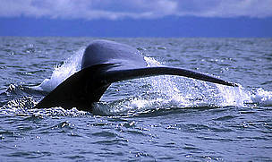 Yubarta whale (Megaloptera novanglie).
© WWF UK / David SOUTHERN
© WWF UK / David SOUTHERN