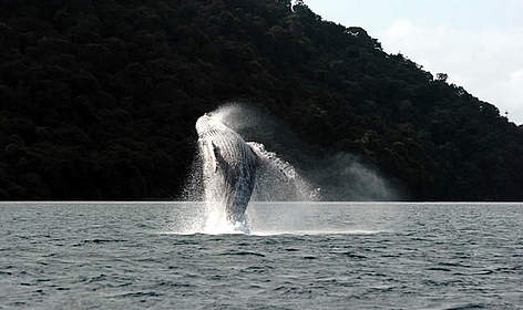 Yubarta whale (Megaloptera novanglie), Colombia.
© Fundación Yubarta rel=