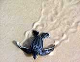 New born leatherback turtle starting its journey to the ocean.
© WWF / Martijn Korthorst (Biotopic) New born leatherback turtle starting its journey to the ocean
© WWF / Martijn Korthorst (Biotopic)