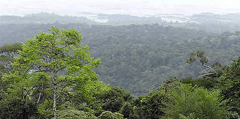View over the Brokopondo lake from the top of the Brownsberg Nature Park. / ©: WWF Guianas rel=