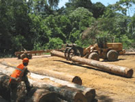 Sustainable Forest Management.
© WWF Guianas
© WWF Guianas