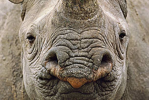 Black rhinoceros (Diceros bicornis) head portrait, Swaziland, critically endangered species
© naturepl.com / Andy Rouse / WWF
© naturepl.com / Andy Rouse / WWF