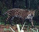 Jaguar captured on film by a camera trap in the Upper Paraná Atlantic Forest, Argentina