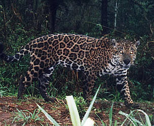 Jaguar captured on film by a camera trap in the Upper Paraná Atlantic Forest, Argentina
© Fundacion Vida Silvestre Jaguar captured on film by a camera trap in the Upper Paraná Atlantic Forest, Argentina
© Fundacion Vida Silvestre