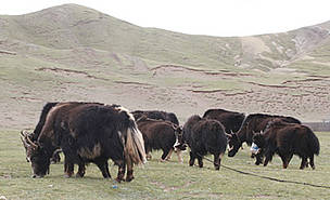 Overgrazing by domesticated yak, reduces the species composition of grasslands and displaces wild species such as takin. © Jing Hui / WWF China Yaks grazing on the Tibetan Steppe. Yanshiping, China.