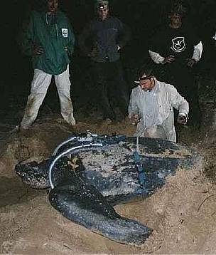The leatherback turtle named Yalimapo. / ©: Claude Rives - Merimages The leatherback turtle named Yalimapo. / ©: Claude Rives - Merimages