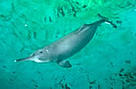 Qiqi, the only captive Yangtze River dolphin, which died in July 2002, Wuhan, Hubei Province, China.