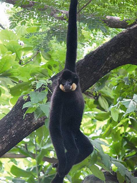 Cambodia east of the Mekong River contains the majority of the world population of the endangered ...
© Matt Hunt / Free the Bears rel=