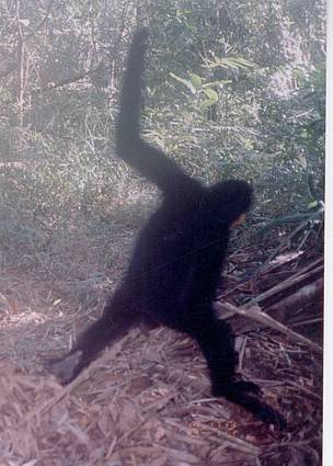 Since yellow-cheeked crested gibbons spend most their time high up in trees, they are only ...
© WWF Cambodia
© WWF Cambodia