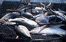 Yellowfin Tuna (Thunnus albacares). The world’s tuna fisheries are worth around US$5.8 billion per year.