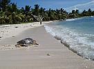 A female hawksbill returns to the sea after being fitted with a satellite tracking device.