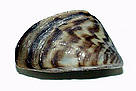 Zebra mussel.
© USGS
© USGS
