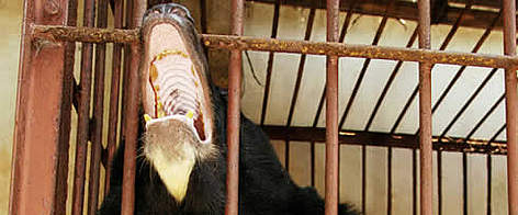 asiatic black bear wwf