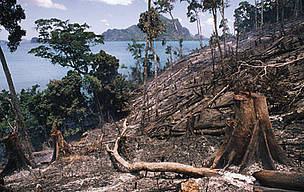 Is WWF-Philippines for a total log ban? | WWF