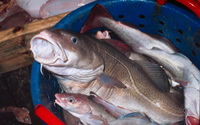EU and Norway in cod stalemate | WWF