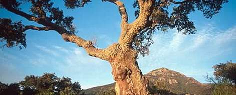 Cork oak tree set against a mountain back drop.  rel=