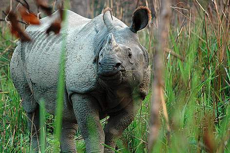 Greater one-horned rhino | WWF