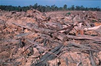 EU action plan on illegal logging: just a first step in the right ...