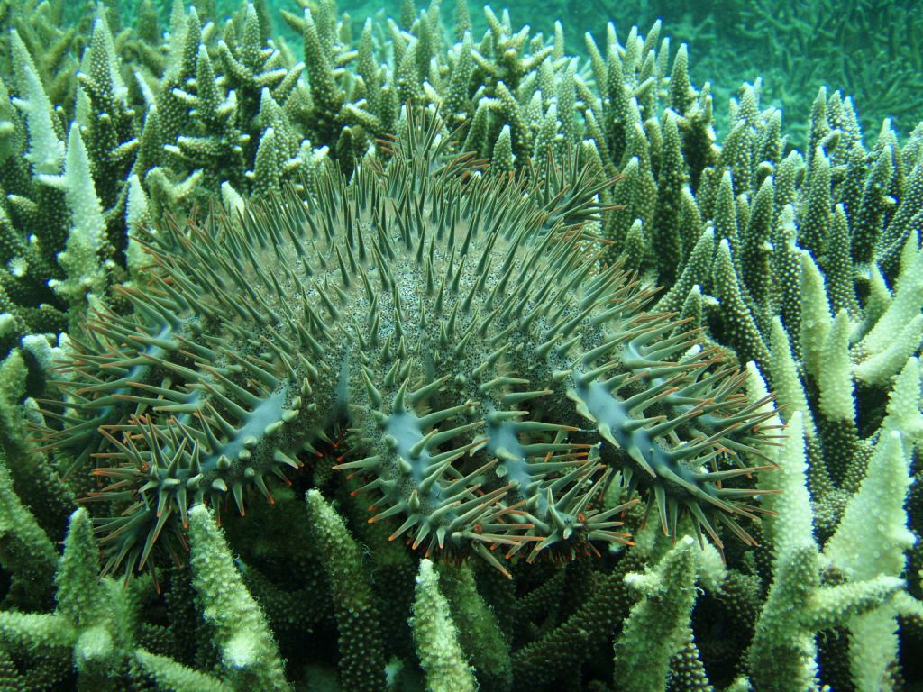 Wave Of Predatory Starfish Decimate Palawan S Reefs Wwf