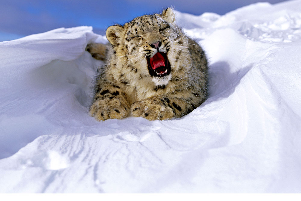 WWF - SOS Snow Leopard © naturepl.com / Andy Rouse / WWF. sos snow leopard ...