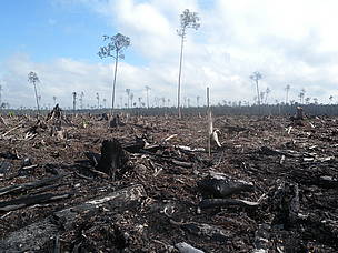 Forest Inaccessible Not much protected and no commitment to restoration in APP forest ...