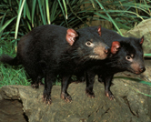 Handsome Devils to the rescue in Extinction Sucks | WWF