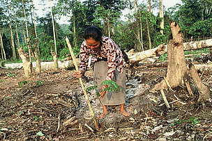 Discusting Land Constant Conflict? Unresolved Land Disputes Still Haunt Asia Pulp and ...